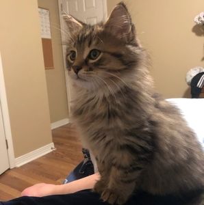 Meet your Posher, Shelley